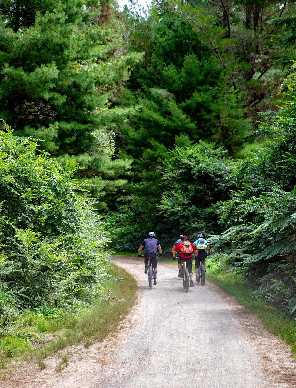 Mountain bikers on a forest trail
